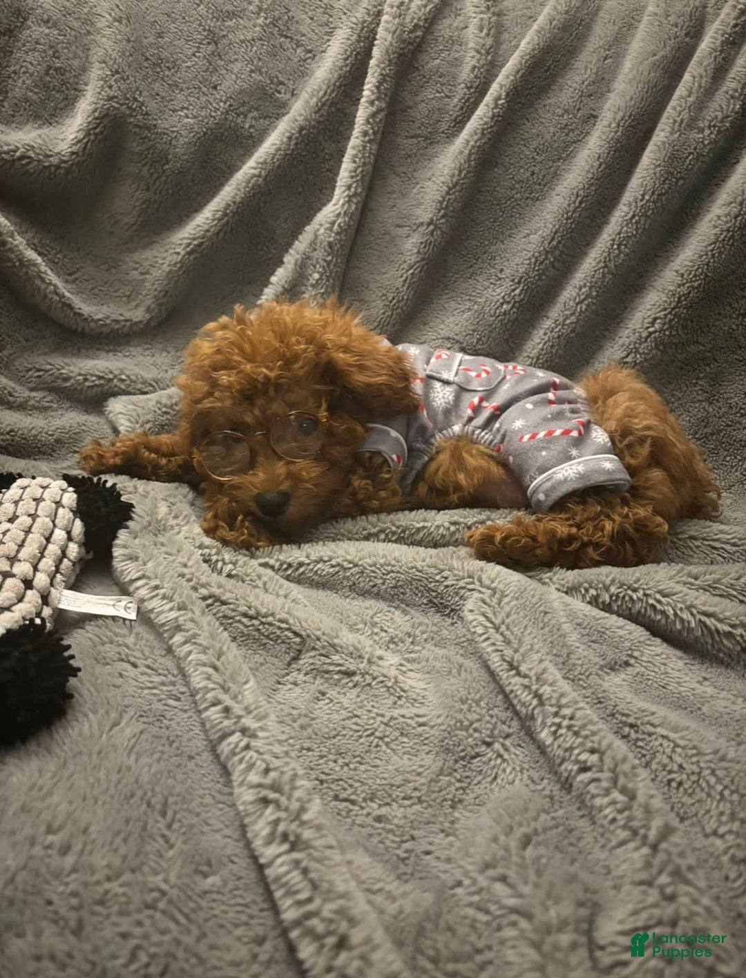 Gallery Image {{count}}