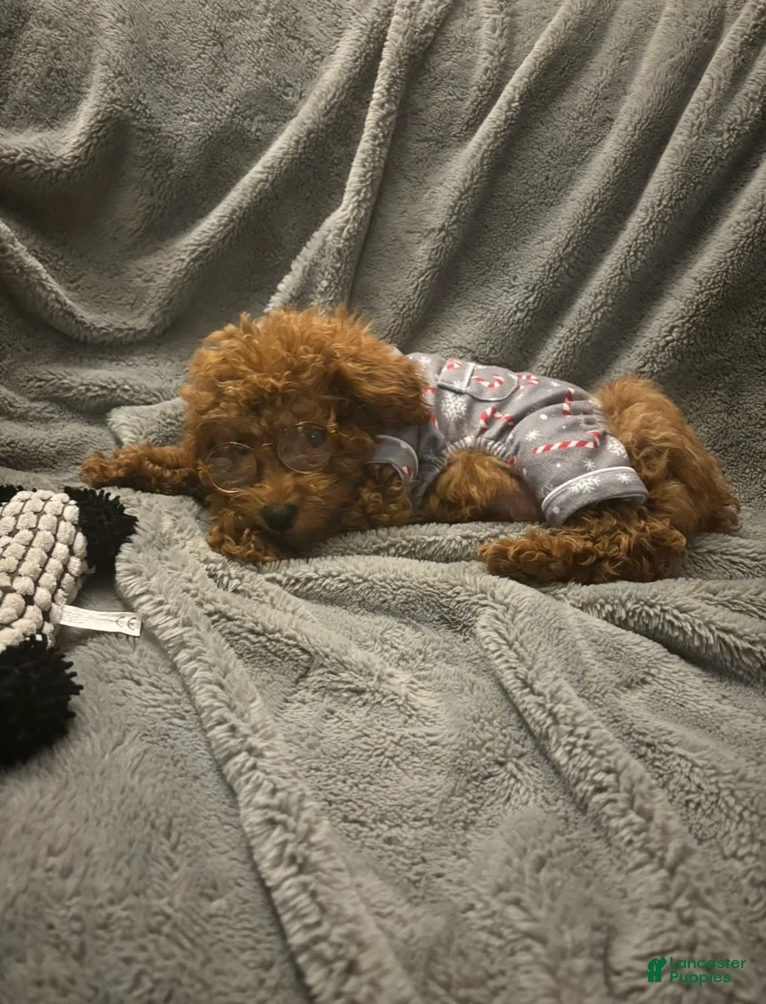 Gallery Image {{count}}