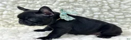 Mixed Breed dogs for sale: Panther - Ad 3
