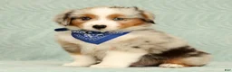 Miniature Australian Shepherd dogs for sale: Blue - Ad 4