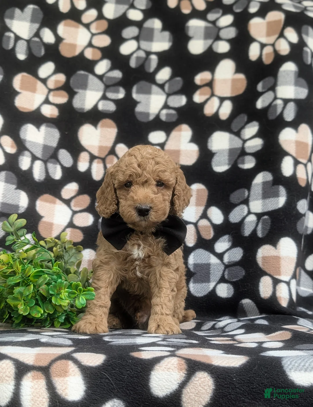 Miniature Poodle dogs for sale: Croydon - Ad 2
