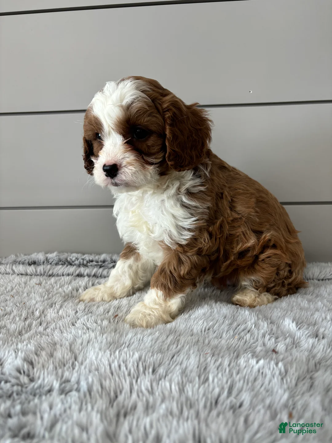 Cavapoo dogs for sale: Maverick  - Ad 6