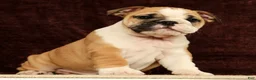 English Bulldog dogs for sale: Skye - Ad 9