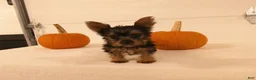 Yorkshire Terrier dogs for sale: Mia  - Ad 6