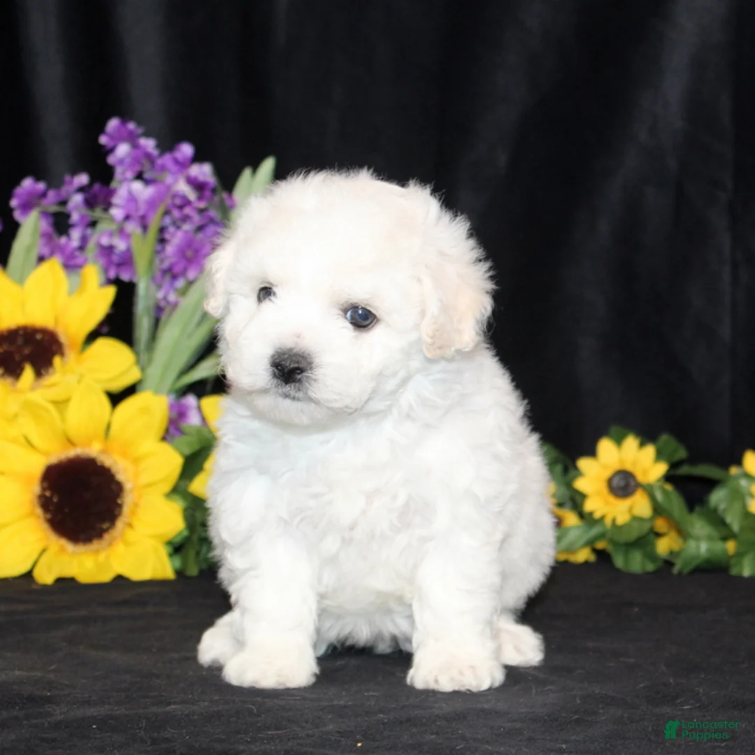 Bichon Frise dogs for sale: Chloe - Ad 4