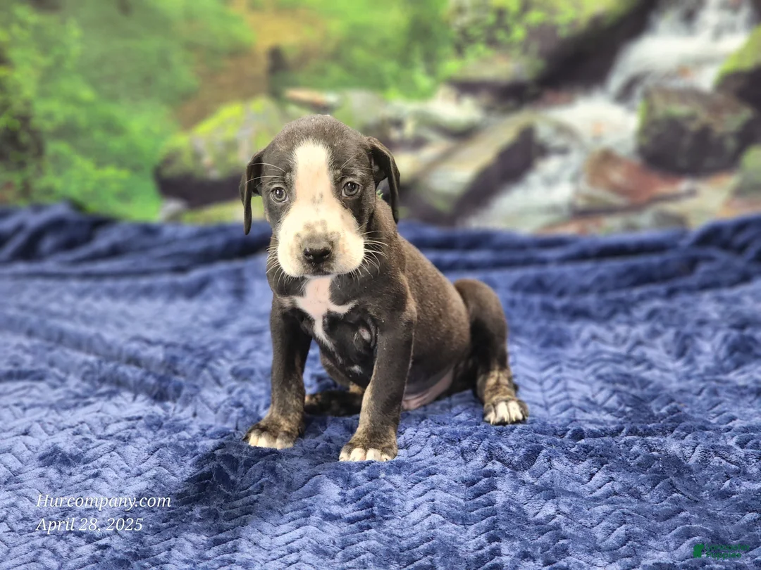 Catahoula Leopard Dog dogs for sale: Luna 2025 Male 1 - Ad 25
