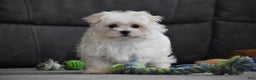 Maltese dogs for sale: Skye - Ad 9