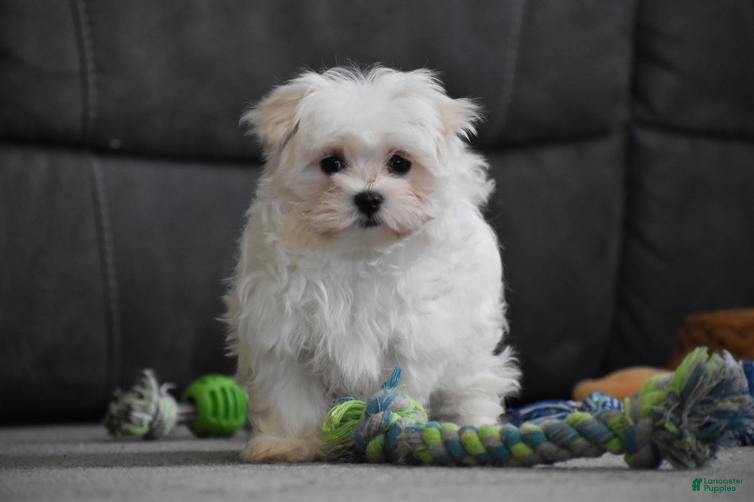 Maltese dogs for sale: Skye - Ad 9