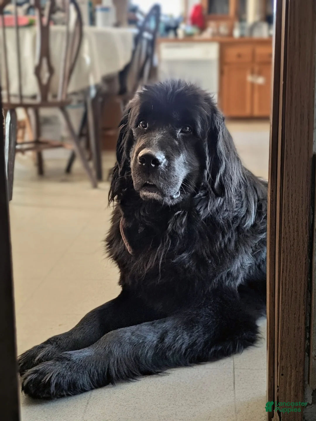 Newfoundland dogs for sale: Purple collar - Ad 4