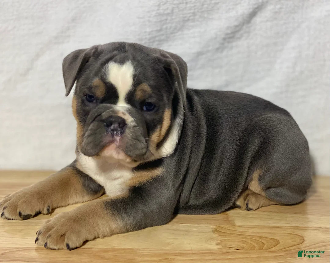 English Bulldog dogs for sale: Shelby - Ad 2