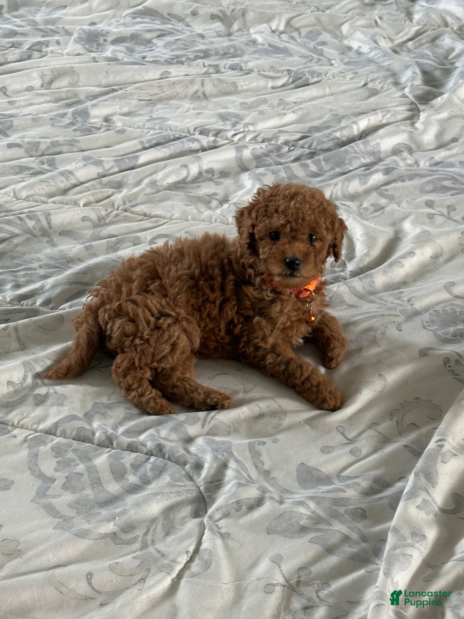Miniature Poodle dogs Miniature Poodle Puppy 5 - Ad 37
