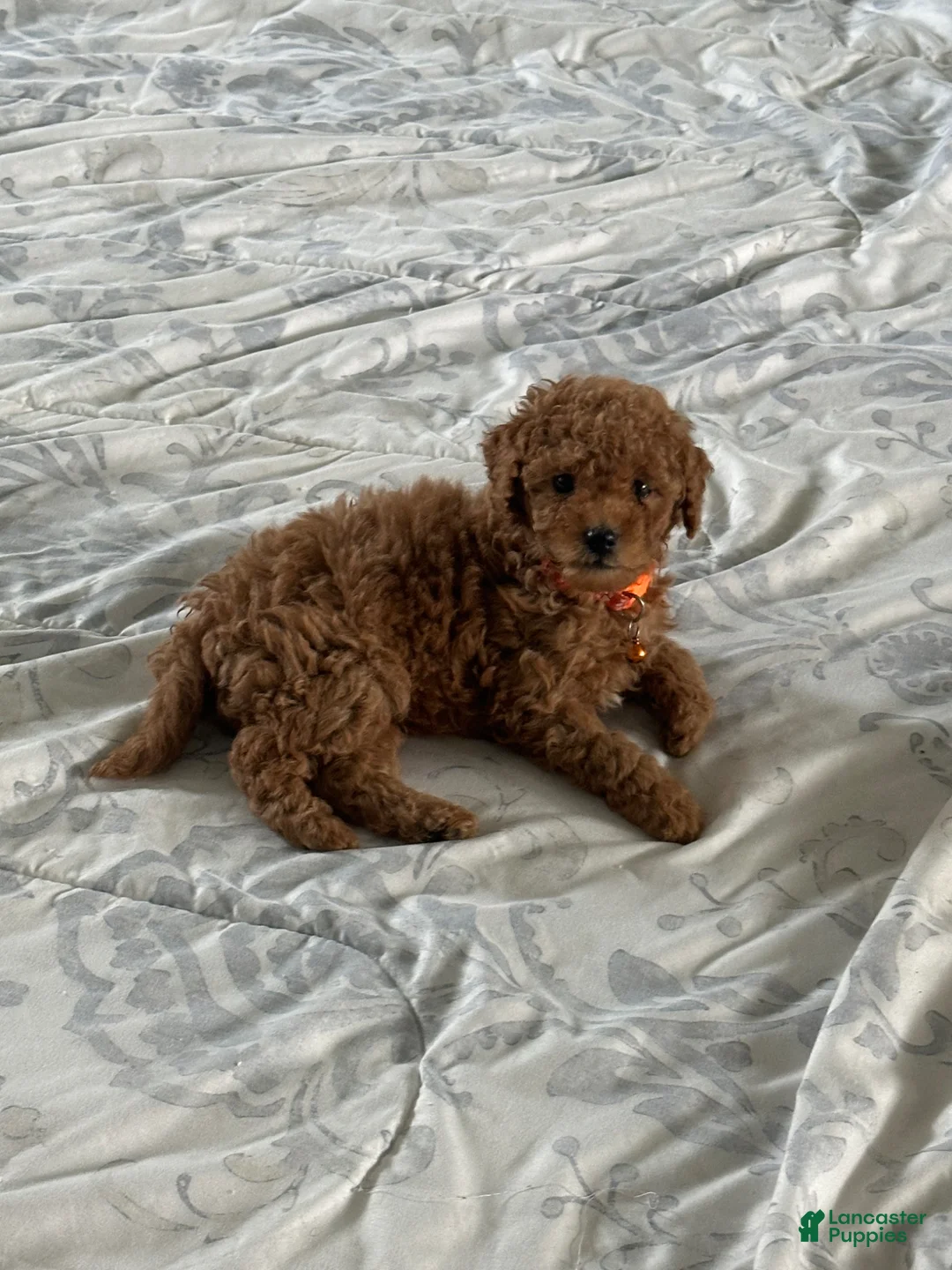 Miniature Poodle dogs for sale: Miniature Poodle Puppy 5 - Ad 1