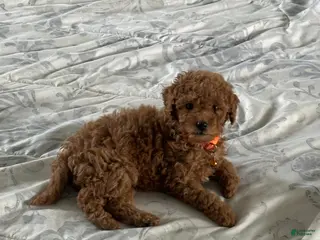 Miniature Poodle dogs Miniature Poodle Puppy 5 - Ad 37