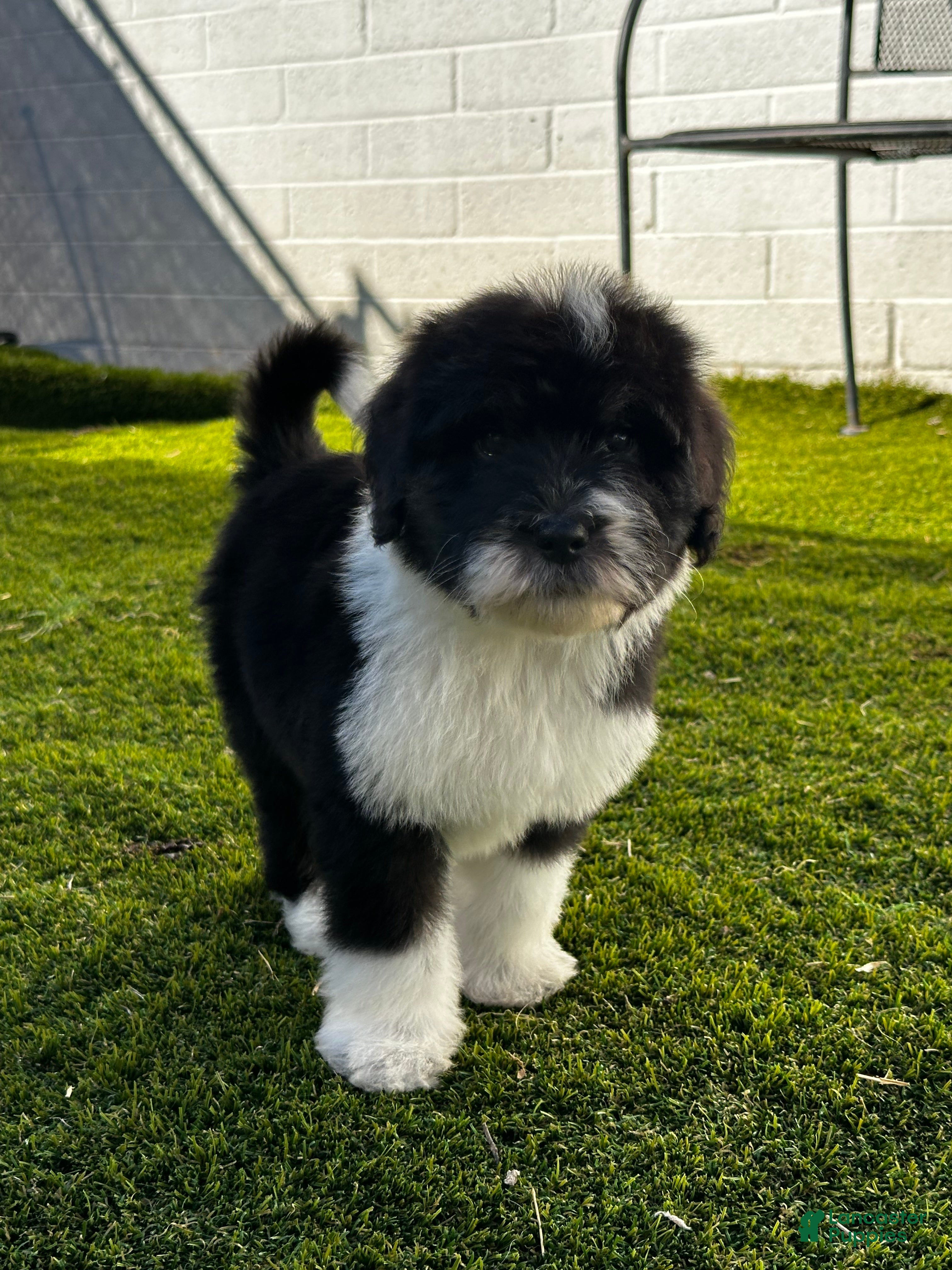 Sheepadoodle dogs Creed - Ad 2