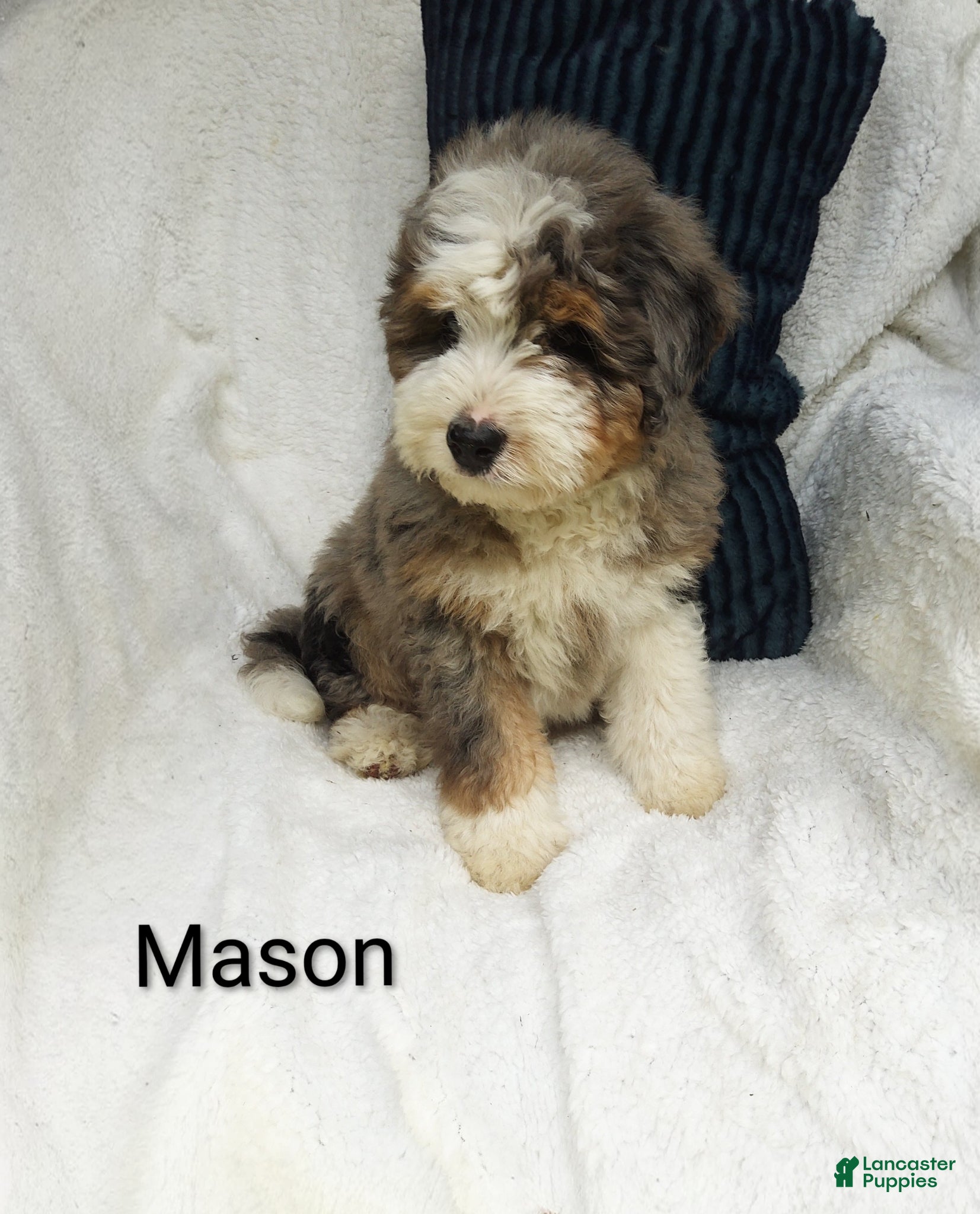 Bernedoodle dogs Mason  - Ad 1