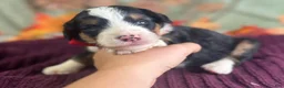Bernedoodle dogs for sale: Indie - Ad 5