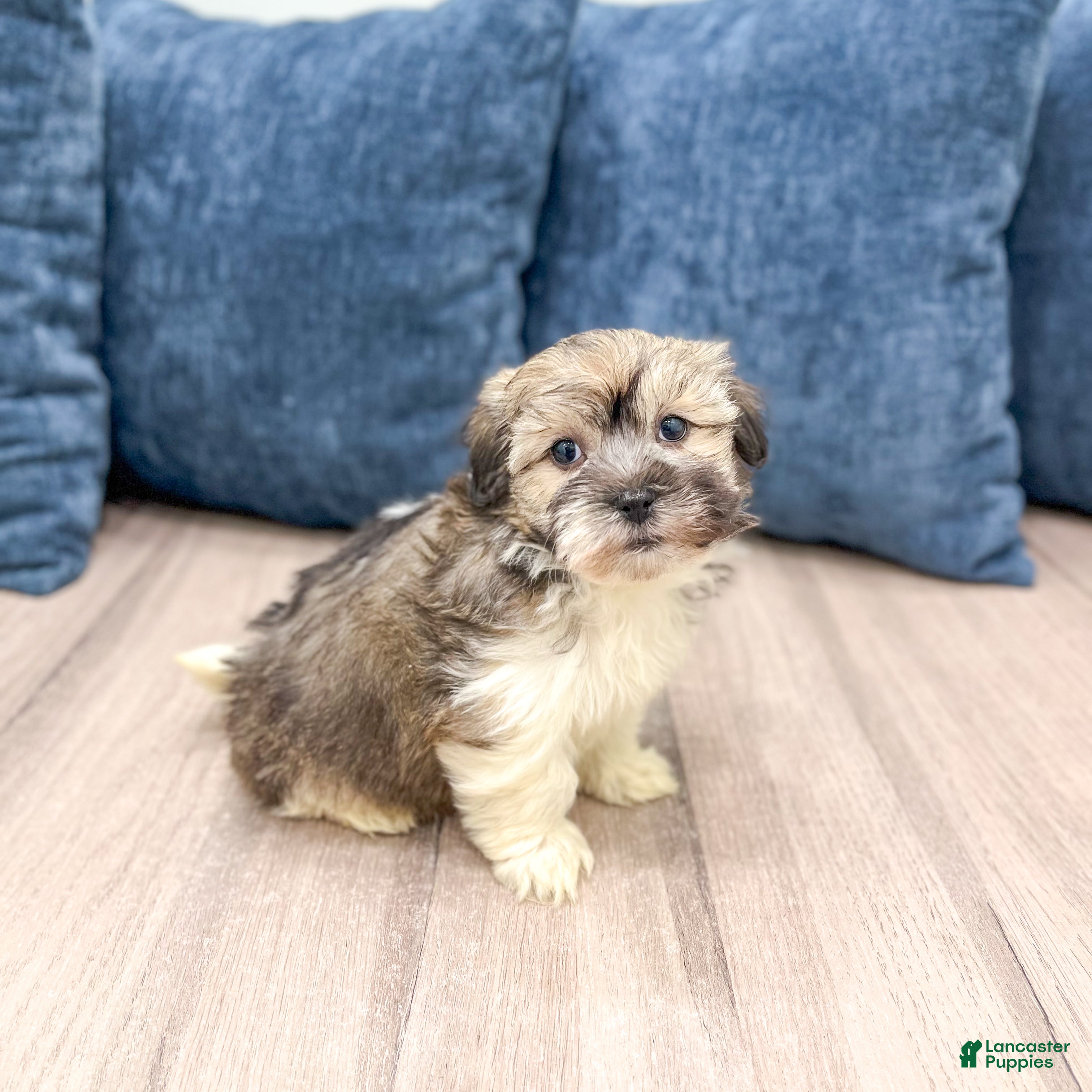 Havanese dogs Axel - Ad 2