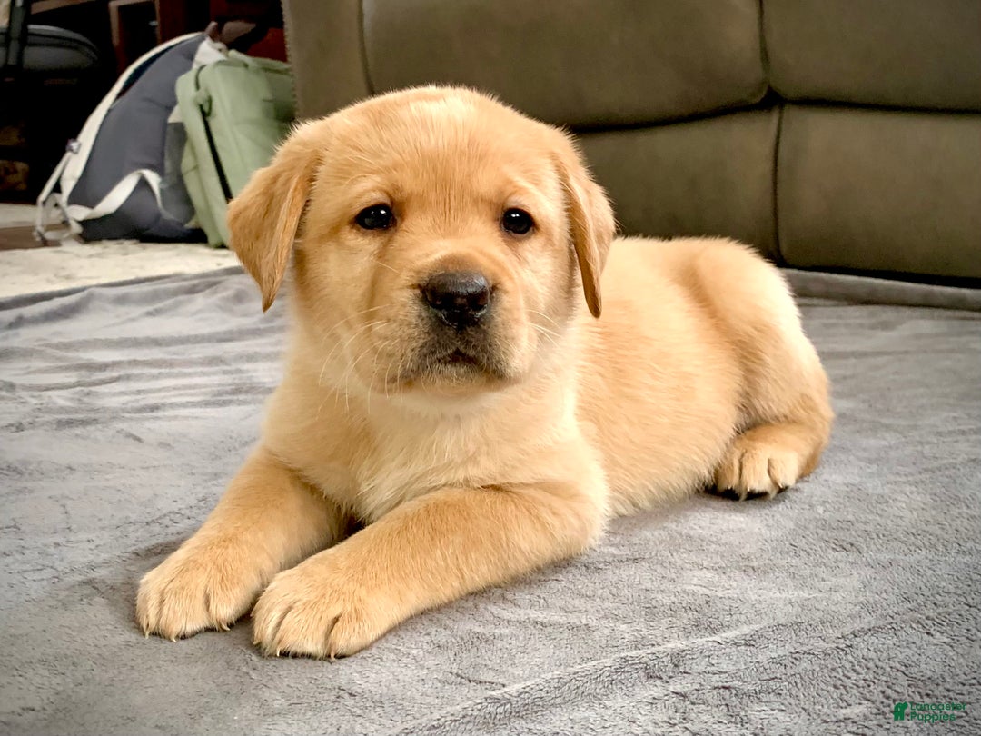 Labrador Retriever dogs for sale: Remington - Ad 7