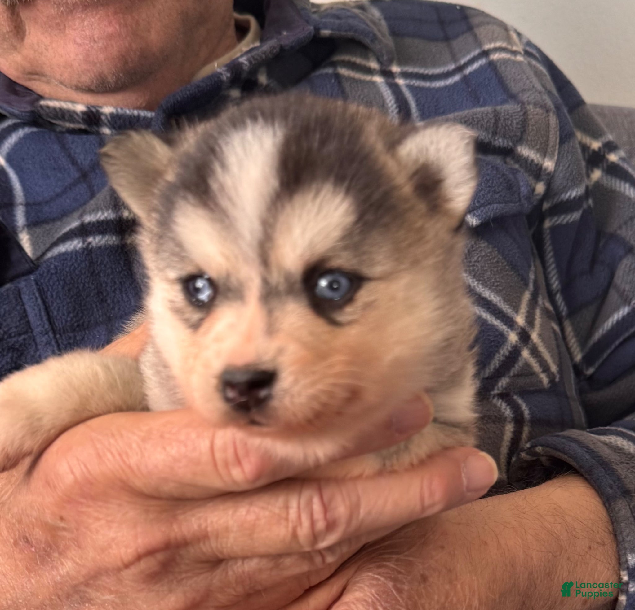 Alaskan Klee Kai dogs Kimmy - Ad 6