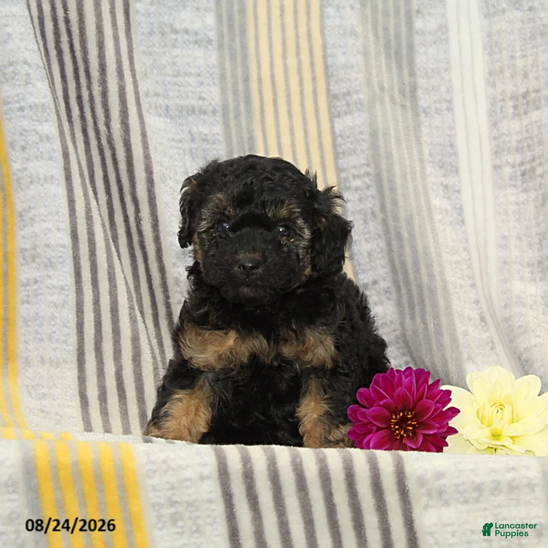 Toy Poodle dogs for sale: Violet - Ad 1