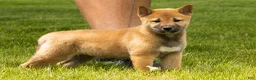 Shiba Inu dogs for sale: Jake - Ad 10