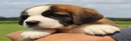 Saint Bernard dogs for sale: Morgan - AKC Champion Bloodlines - Ad 3
