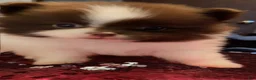 Pomeranian dogs for sale: Oreo  - Ad 1