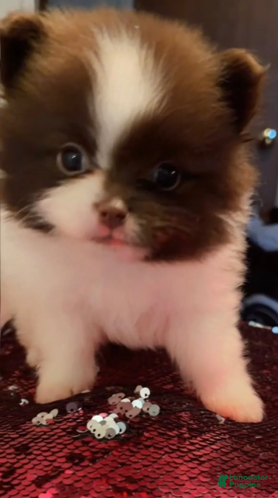 Pomeranian dogs for sale: Oreo  - Ad 1