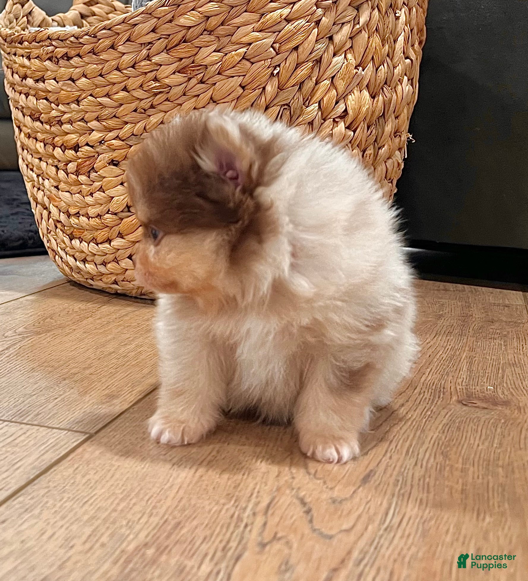 Pomeranian dogs Skyler - Ad 2