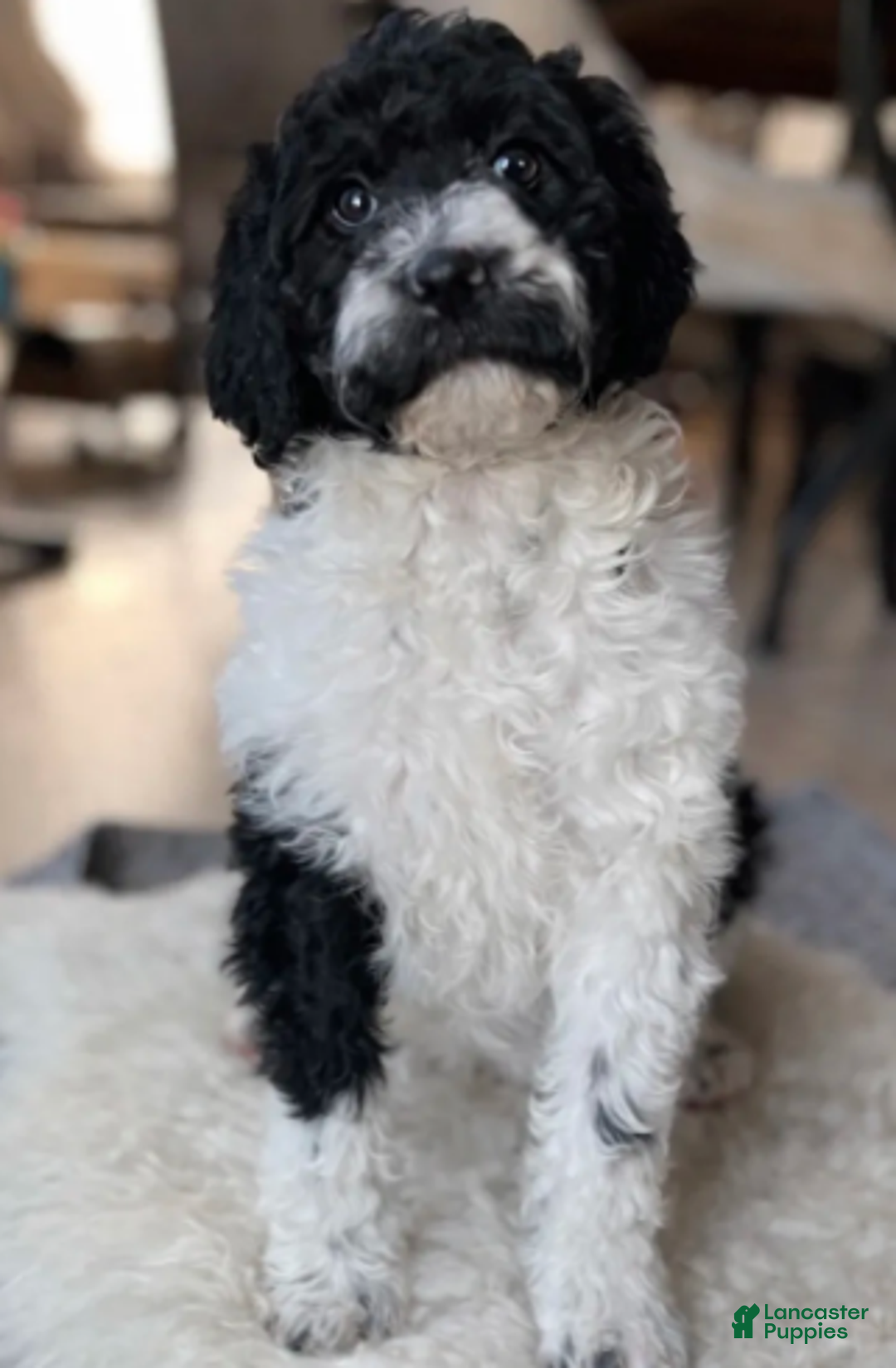 Labradoodle dogs for sale: Lemmy standard - Ad 2