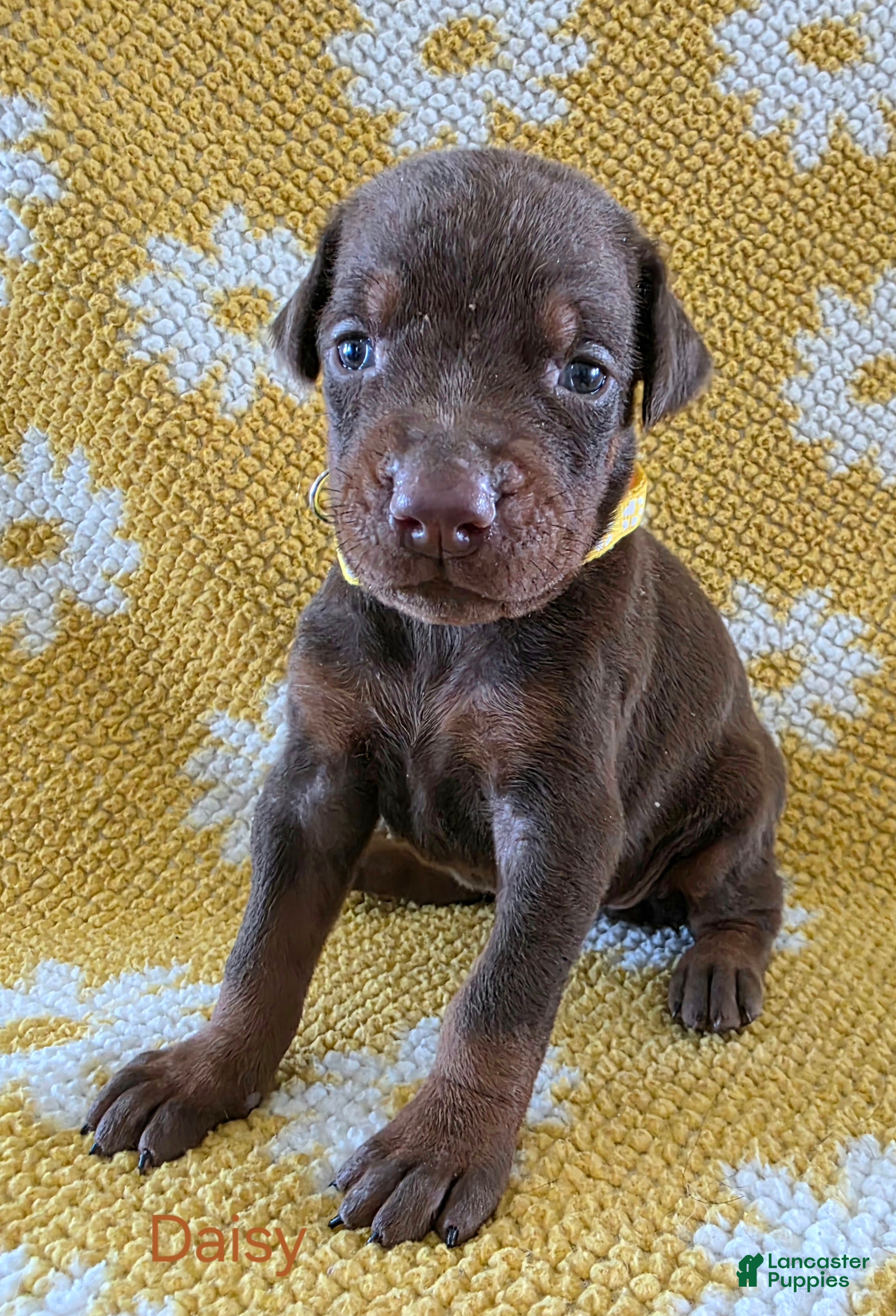 Doberman Pinscher dogs Daisy - Ad 2