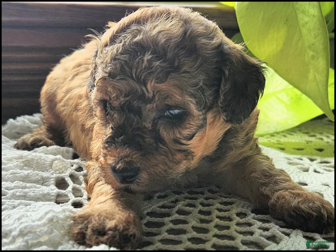 Toy Poodle dogs for sale: Tanesha - Ad 4