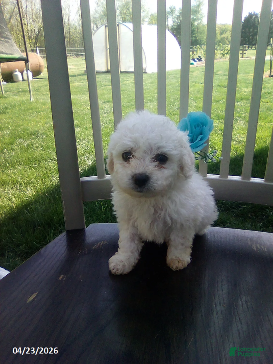 Bichpoo dogs for sale: Charlie - Ad 1