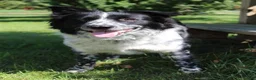 Bordoodle dogs for sale: Romeo - Ad 7