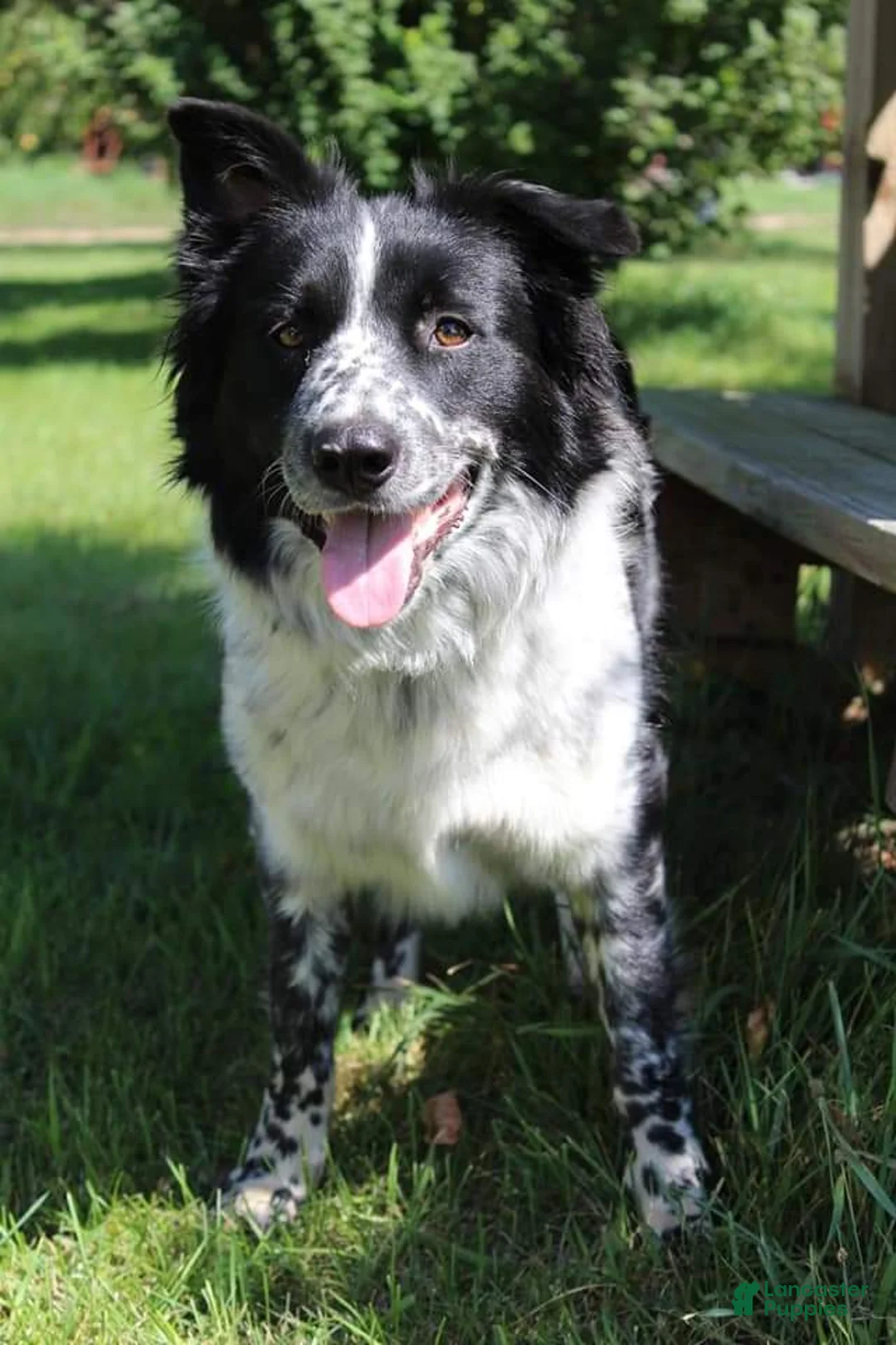 Bordoodle dogs for sale: W.C. - Ad 7