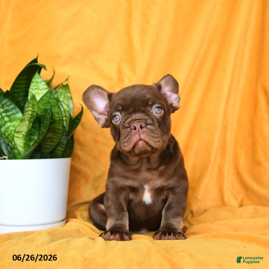 French Bulldog dogs Rocky - Ad 1