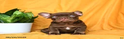 French Bulldog dogs for sale: Rocky - Ad 6