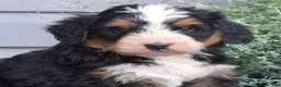 Mini Bernedoodle dogs for sale: Cedar - Ad 6