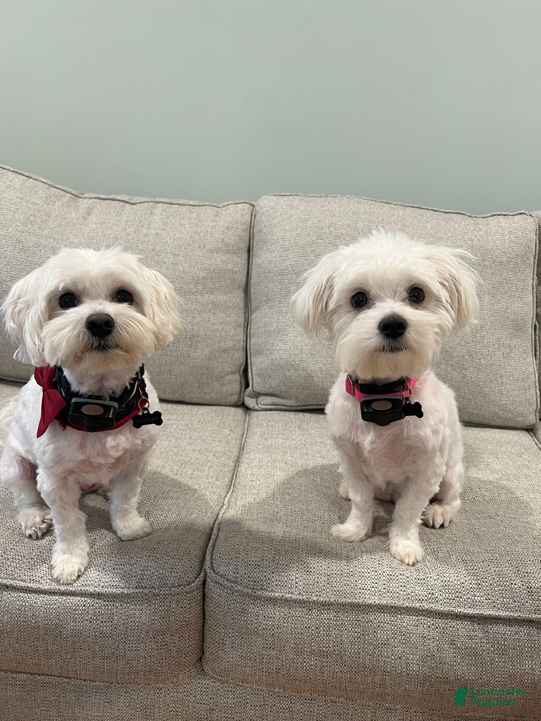 Maltese dogs for sale: Marshmellow - Ad 6