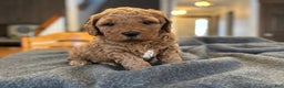 Goldendoodle dogs for sale: Bruno - Ad 3
