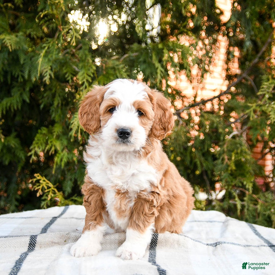 Mini Bernedoodle dogs for sale: Amigo - Ad 1