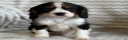Cavalier King Charles Spaniel dogs for sale: Timmy - Ad 5