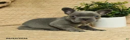 French Bulldog dogs for sale: Grayson - Ad 3