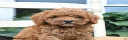 Toy Poodle dogs for sale: Nacho - Ad 3