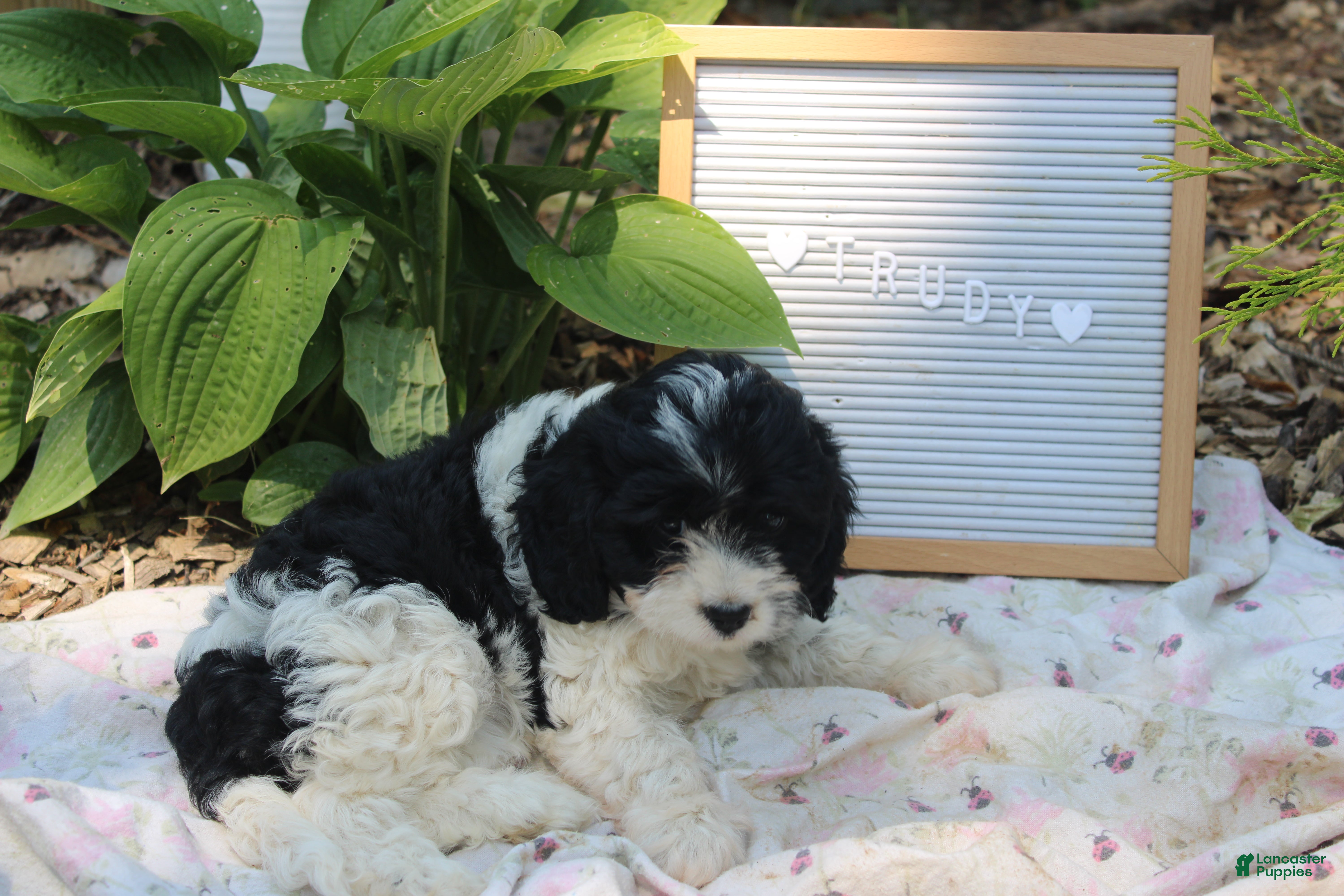Cavapoo dogs Trudy - Ad 2
