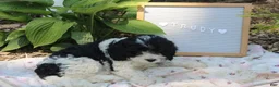 Cavapoo dogs for sale: Trudy - Ad 2