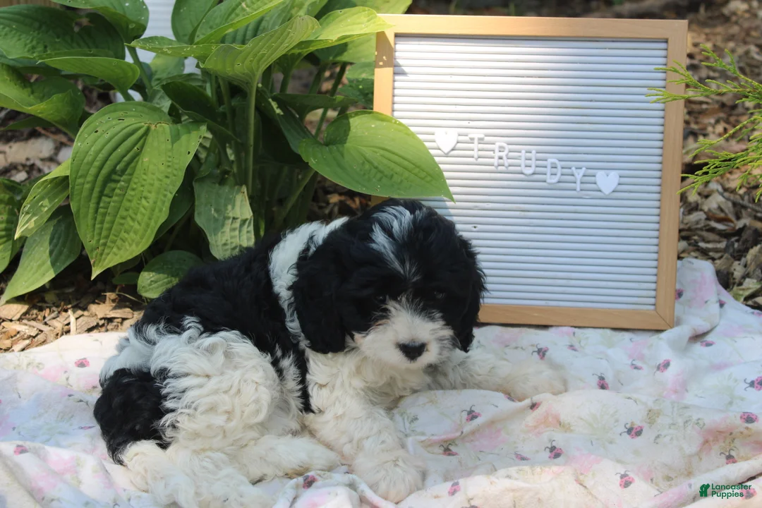Cavapoo dogs for sale: Trudy - Ad 2