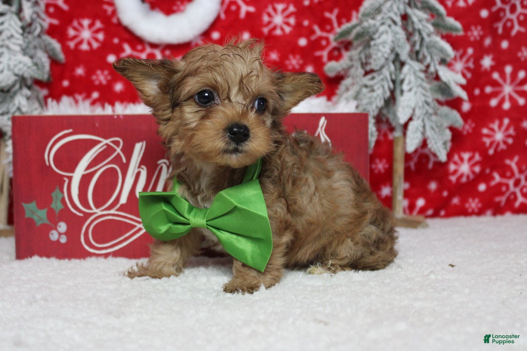 Yorkiepoo dogs for sale: Punkin  - Ad 8