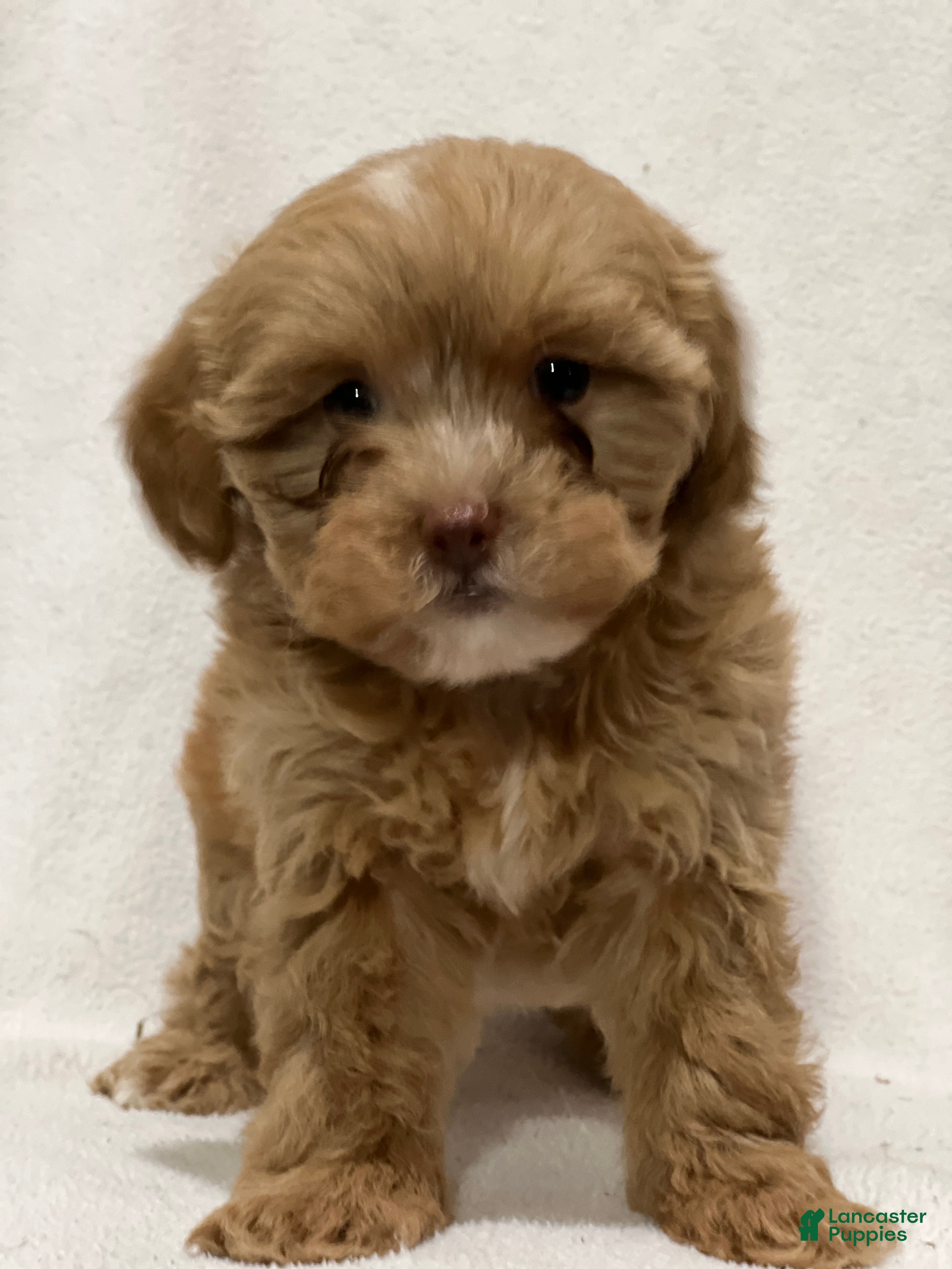 Shihpoo dogs Maggie - Ad 23