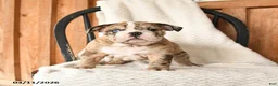 English Bulldog dogs for sale: Molly - Ad 4